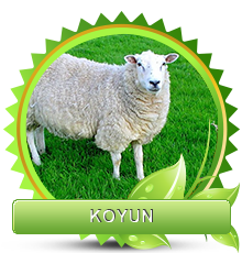 Koyun